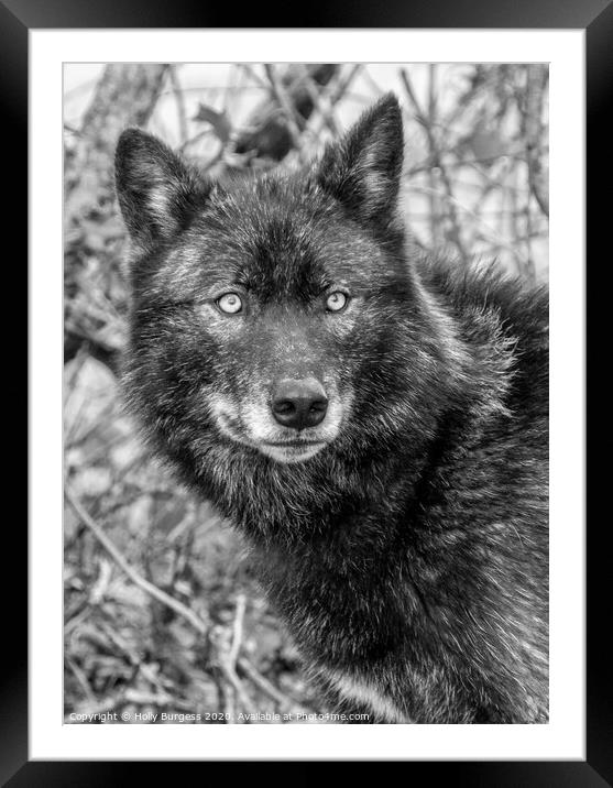 Black Wolf  Framed Mounted Print by Holly Burgess