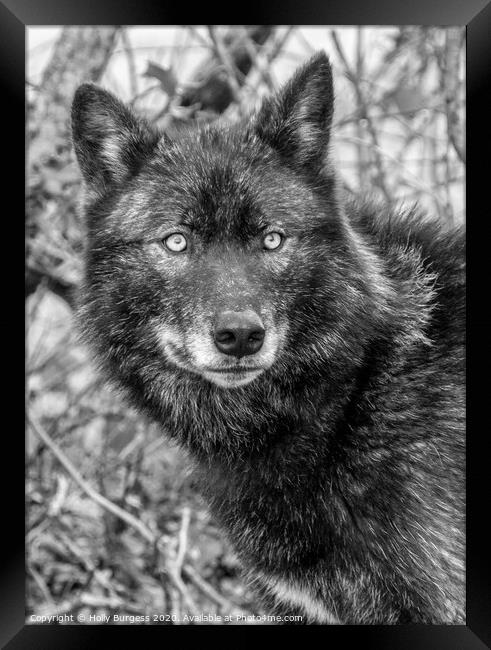 Black Wolf  Framed Print by Holly Burgess