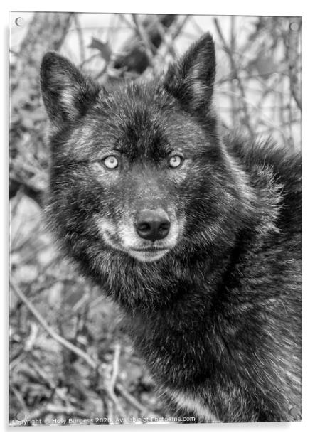 Black Wolf  Acrylic by Holly Burgess