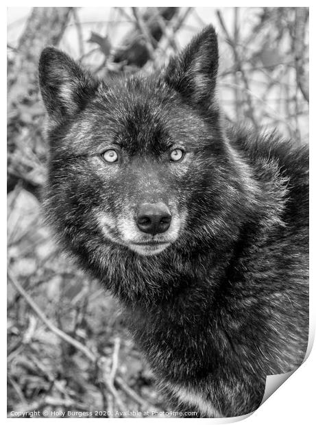 Black Wolf  Print by Holly Burgess