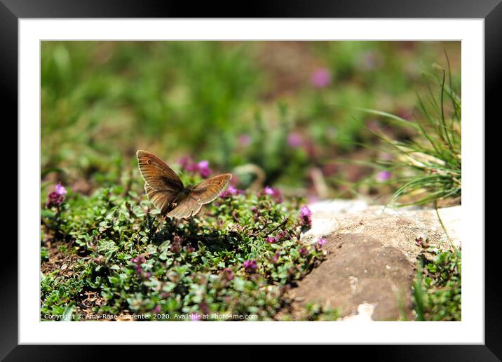 Butterfly at Dovedale in Spring  Framed Mounted Print by Amy-Rose Carpenter