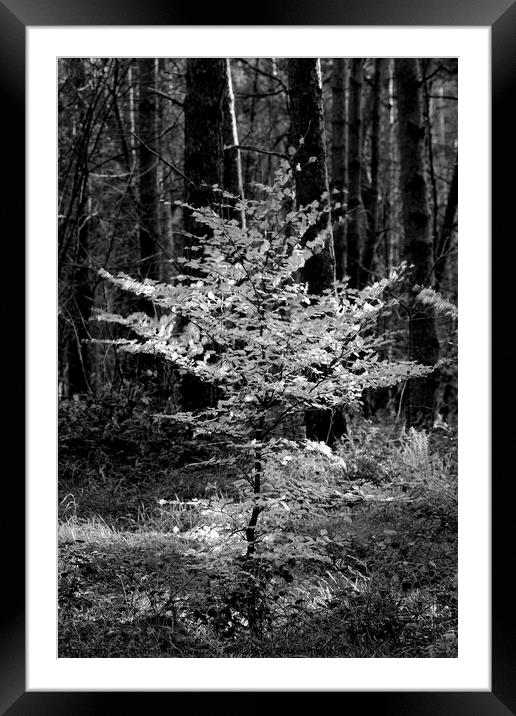 Sunlit Beech tree Monochrome  Framed Mounted Print by Simon Johnson