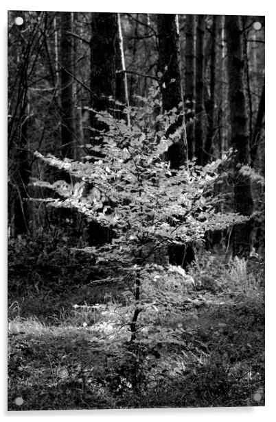 Sunlit Beech tree Monochrome  Acrylic by Simon Johnson