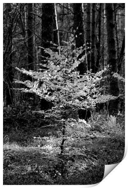 Sunlit Beech tree Monochrome  Print by Simon Johnson