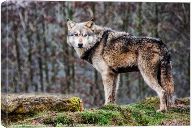Brown timber, Wolf, (Canis Lupus) Canvas Print by Holly Burgess