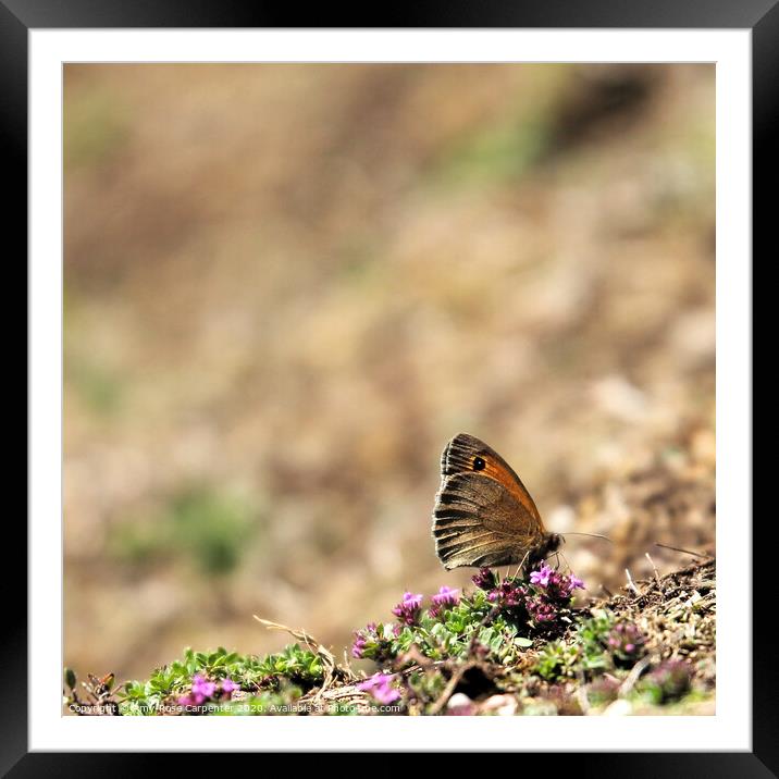 Butterfly resting at Dovedale in Spring  Framed Mounted Print by Amy-Rose Carpenter