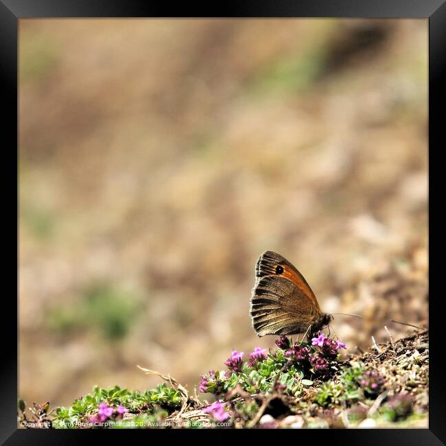 Butterfly resting at Dovedale in Spring  Framed Print by Amy-Rose Carpenter
