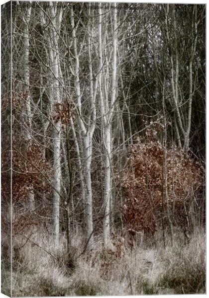 Silver Birch saplings. Canvas Print by Peter Jones