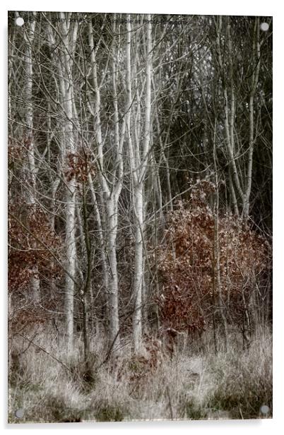 Silver Birch saplings. Acrylic by Peter Jones