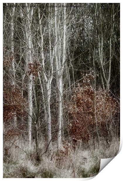 Silver Birch saplings. Print by Peter Jones