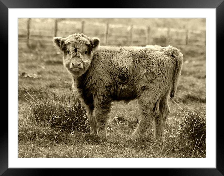 Highland Cow Junior Framed Mounted Print by Tim O'Brien