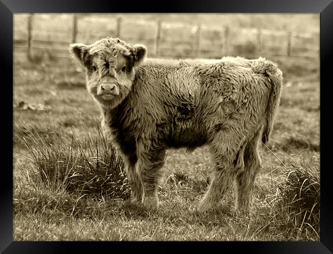 Highland Cow Junior Framed Print by Tim O'Brien