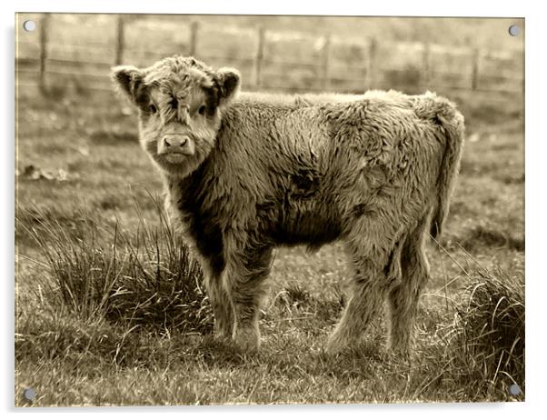 Highland Cow Junior Acrylic by Tim O'Brien