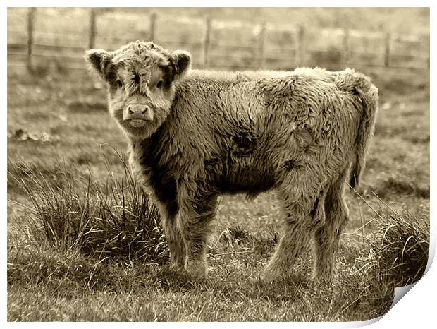 Highland Cow Junior Print by Tim O'Brien