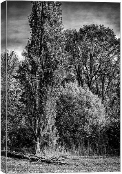 Group portrait of trees in black and white Canvas Print by Claudio Lepri