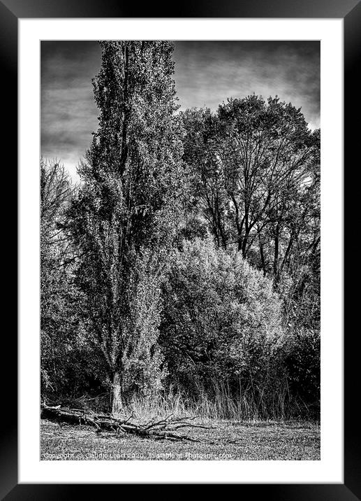 Group portrait of trees in black and white Framed Mounted Print by Claudio Lepri