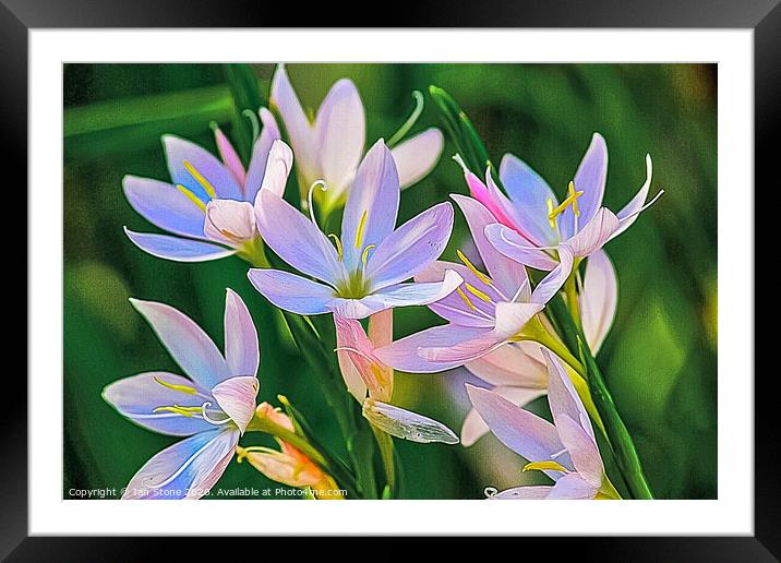  lilies  Framed Mounted Print by Ian Stone