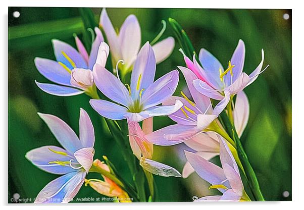 lilies  Acrylic by Ian Stone