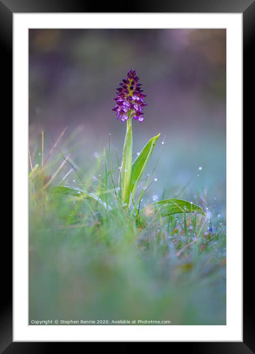 Lady Orchid (Orchis purpurea) Framed Mounted Print by Stephen Rennie