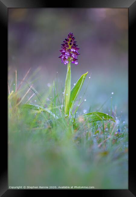 Lady Orchid (Orchis purpurea) Framed Print by Stephen Rennie
