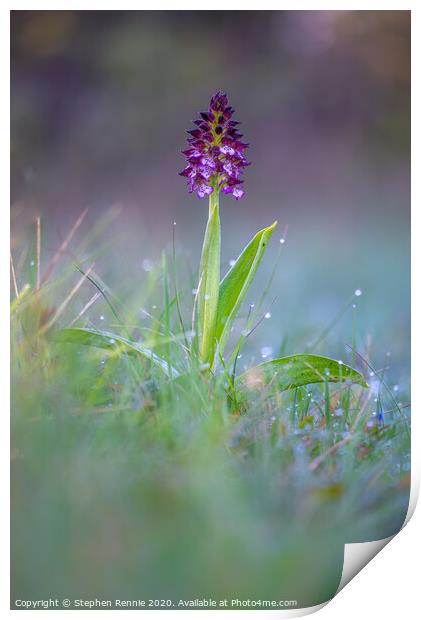 Lady Orchid (Orchis purpurea) Print by Stephen Rennie