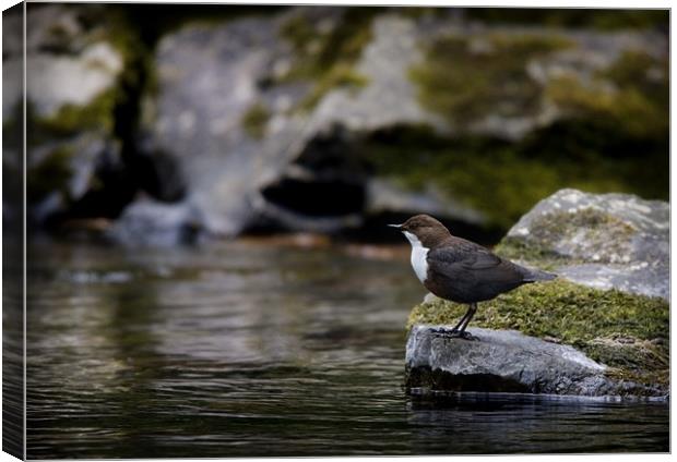 DIPPER Canvas Print by Anthony R Dudley (LRPS)
