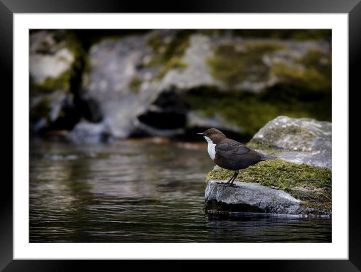 DIPPER Framed Mounted Print by Anthony R Dudley (LRPS)