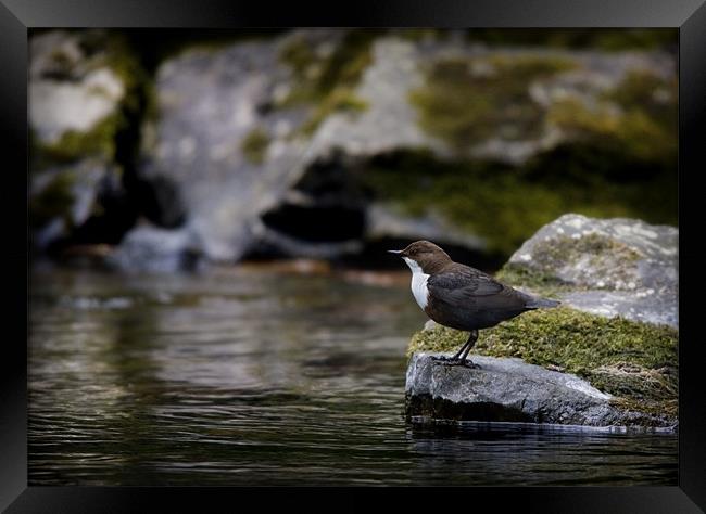 DIPPER Framed Print by Anthony R Dudley (LRPS)