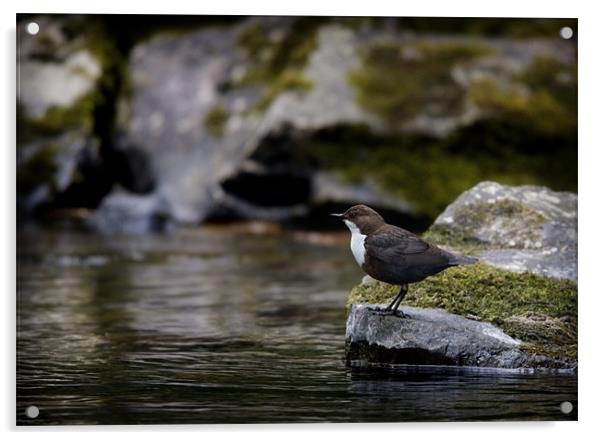 DIPPER Acrylic by Anthony R Dudley (LRPS)