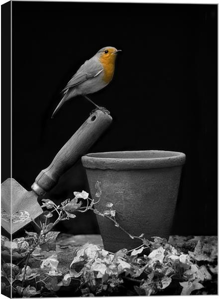 ROBIN Canvas Print by Anthony R Dudley (LRPS)