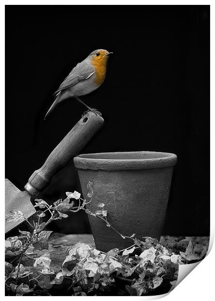 ROBIN Print by Anthony R Dudley (LRPS)