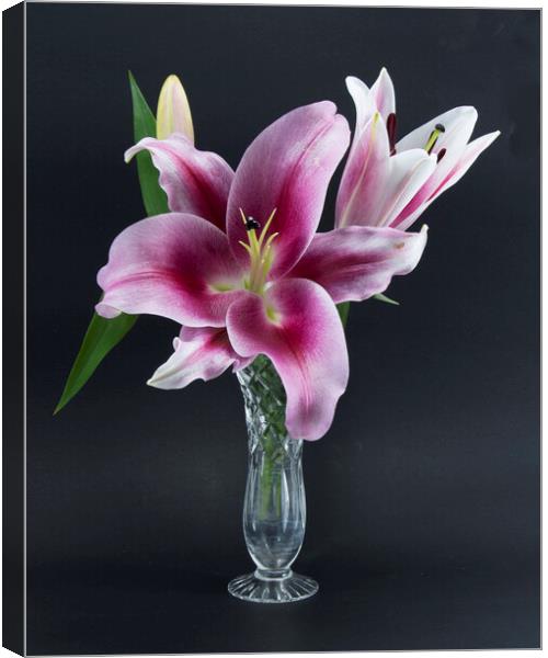 Isolated Oriental Trumpet Lily  Canvas Print by Geoff Childs