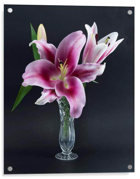 Isolated Oriental Trumpet Lily  Acrylic by Geoff Childs