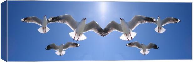 Seagulls Flying Overhead in Blue Sky. Canvas Print by Geoff Childs