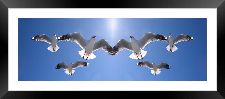 Seagulls Flying Overhead in Blue Sky. Framed Mounted Print by Geoff Childs