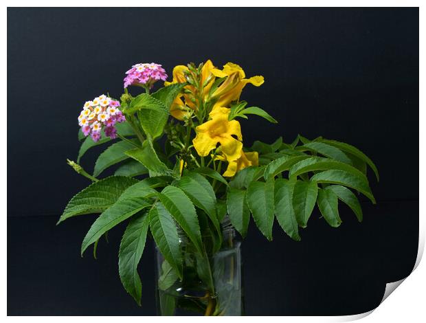 Lantana and yellow Trumpet flowers. Print by Geoff Childs