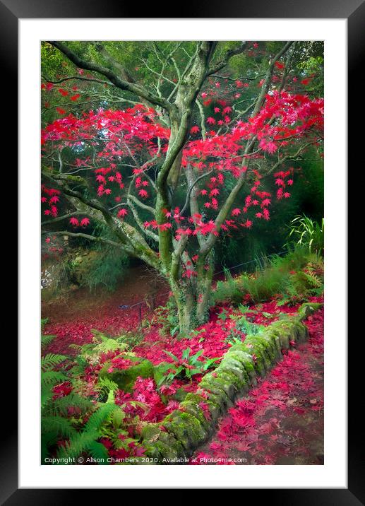 Red Autumn Framed Mounted Print by Alison Chambers