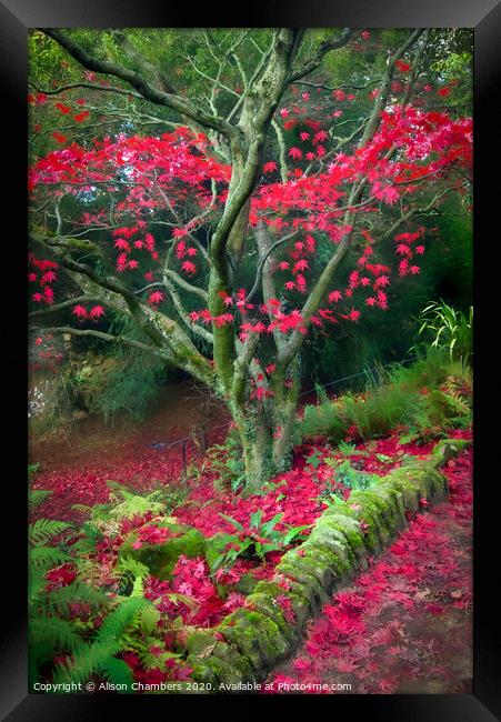 Red Autumn Framed Print by Alison Chambers