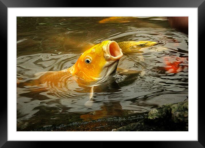 Gaping Koi Framed Mounted Print by Paddy Art