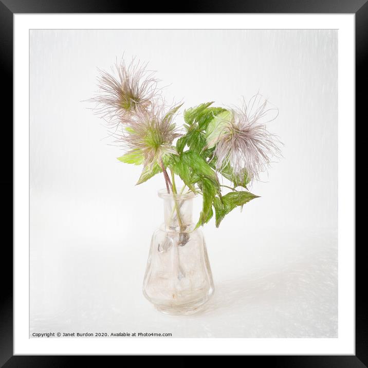 Clematis seed heads Framed Mounted Print by Janet Burdon