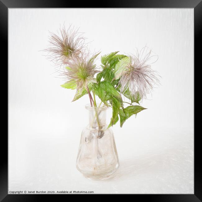 Clematis seed heads Framed Print by Janet Burdon