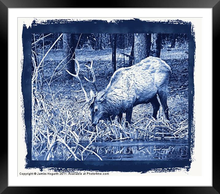 Blue Grazing Elk Framed Mounted Print by James Hogarth