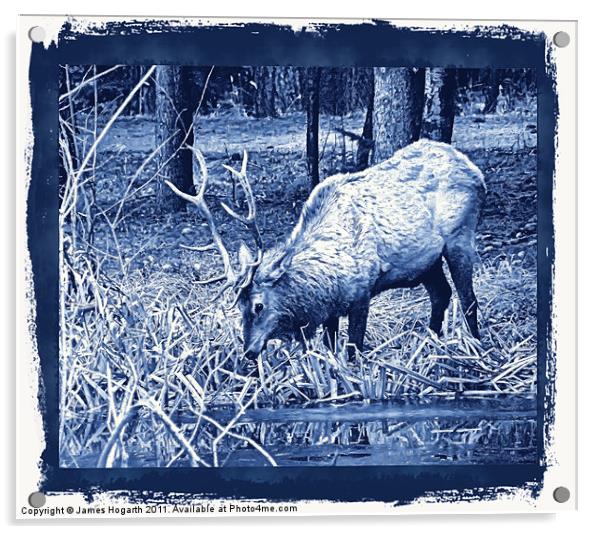 Blue Grazing Elk Acrylic by James Hogarth