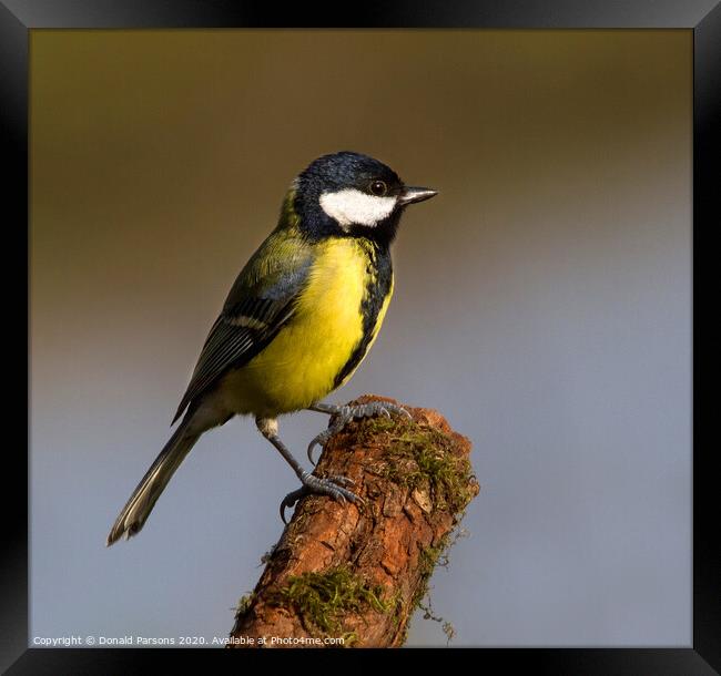 Great Tit On Perch Framed Print by Donald Parsons