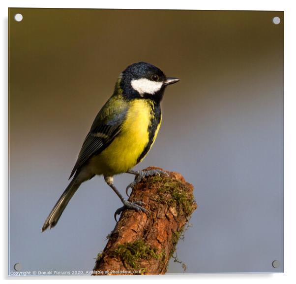 Great Tit On Perch Acrylic by Donald Parsons