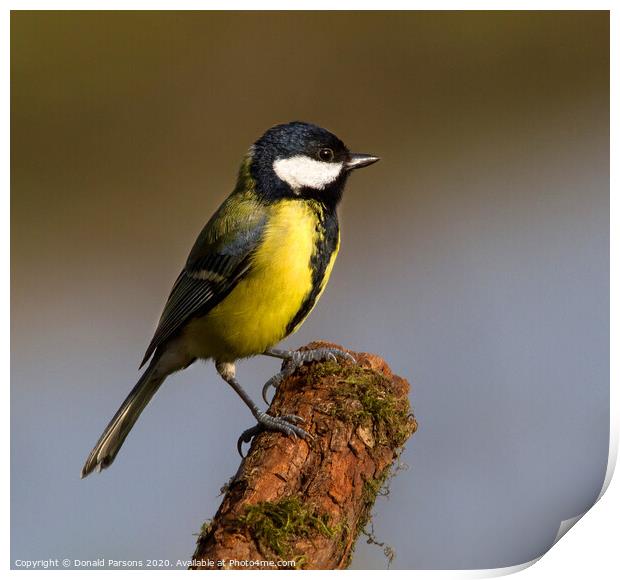 Great Tit On Perch Print by Donald Parsons
