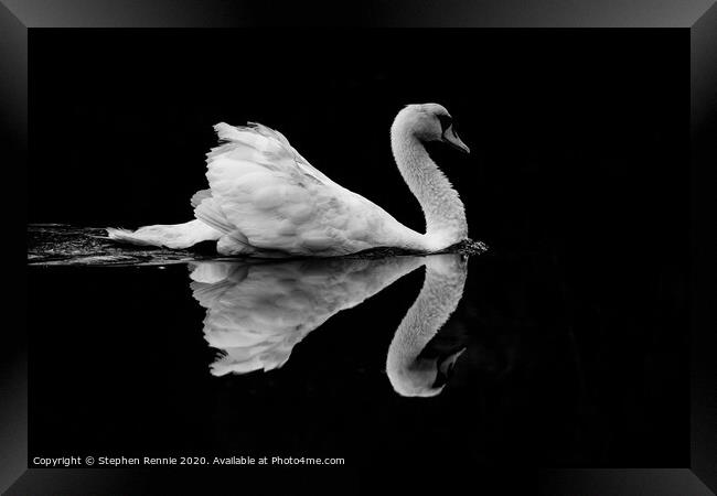 Symmetric Black & White Swan Reflection Framed Print by Stephen Rennie
