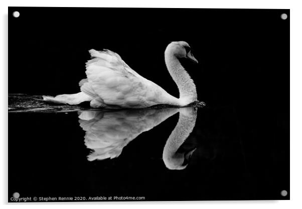 Symmetric Black & White Swan Reflection Acrylic by Stephen Rennie