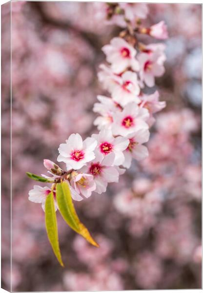 Almond blossom Canvas Print by Phil Crean