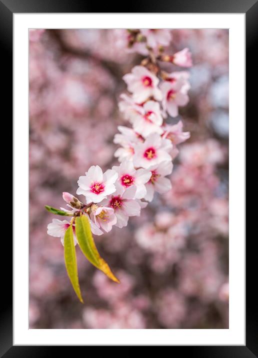 Almond blossom Framed Mounted Print by Phil Crean